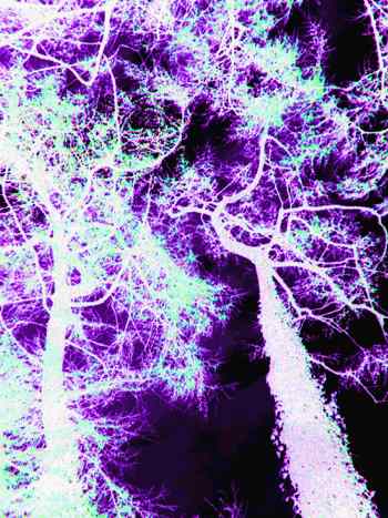 banshee poem by andrew lovatt on deaddrunkdublin.com