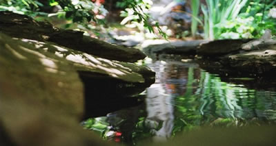 A Year of Musing Dangerously by Russell Bittner